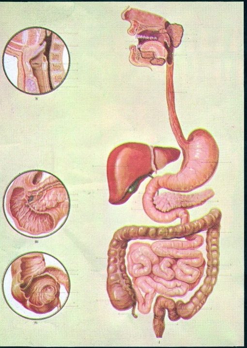Sistemul digestiv 3