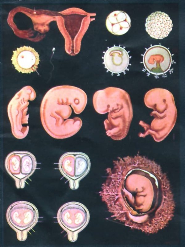 Dezvoltarea embrionara - de la fecundatie pana la luna a sasea 3