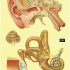 Urechea umana - fiziologia auzului 2