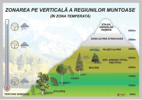 Zonarea pe verticala a regiunilor muntoase - in zona temperata 3