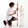 Schelet uman 80 cm - model anatomic