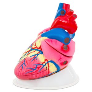 Inima umana - model Mare 13