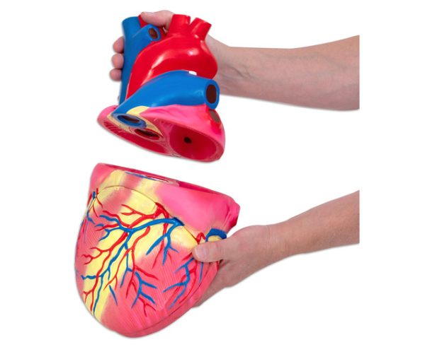 Inima umana - model Mare 5