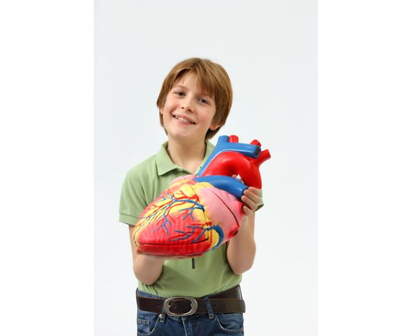 Inima umana - model Mare 6