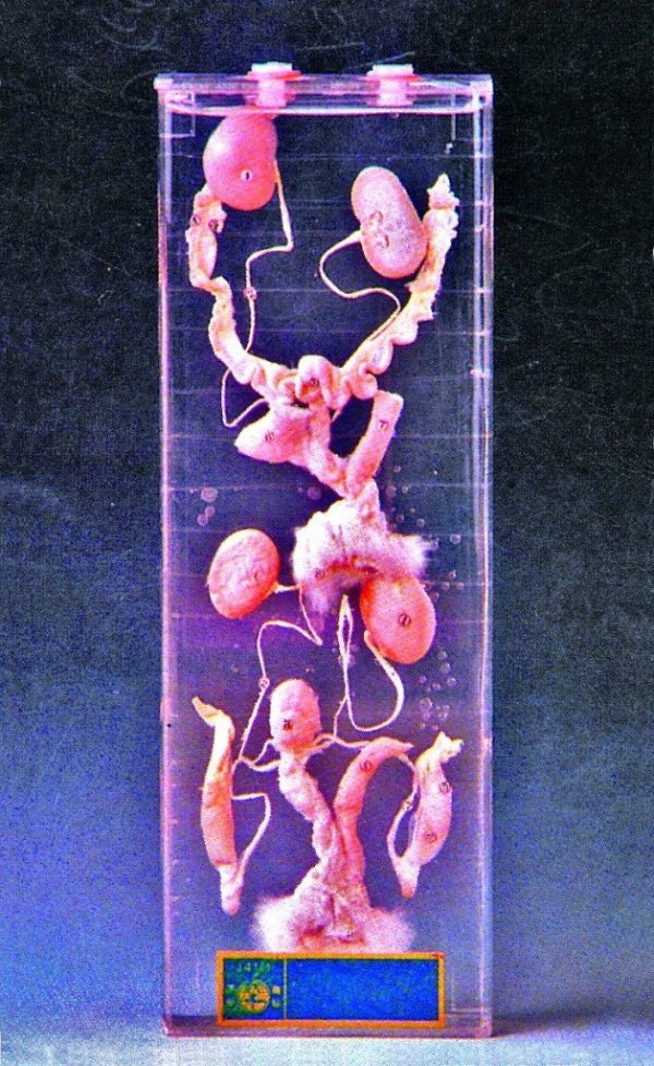 Organele de reproducere la iepure 3