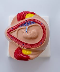 Uterul in perioada sarcinii 15