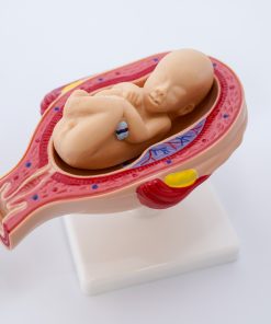 Uterul in perioada sarcinii 18
