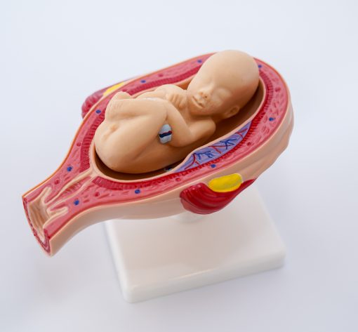 Uterul in perioada sarcinii 9
