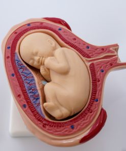 Uterul in perioada sarcinii 19