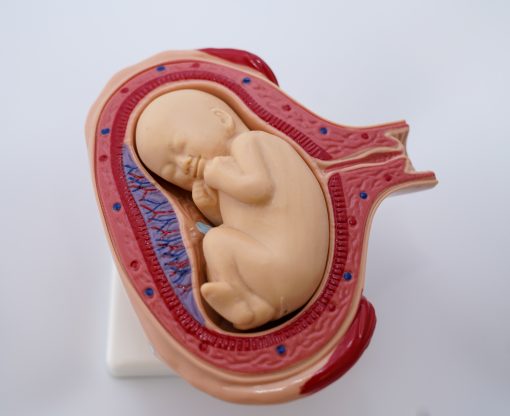 Uterul in perioada sarcinii 10