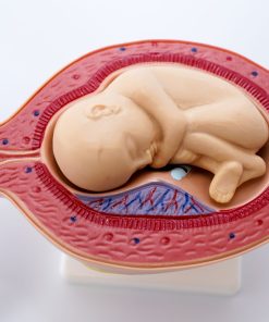 Uterul in perioada sarcinii 21