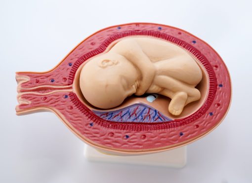 Uterul in perioada sarcinii 12