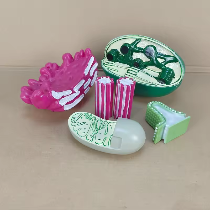 Alternative view of Model componenta celulei