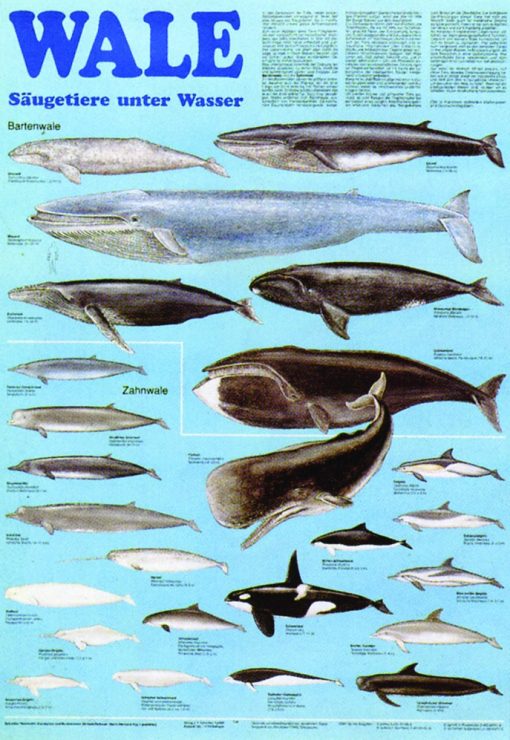 Balene - mamifere subacvatice 3