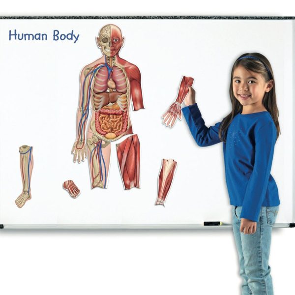 Corpul uman - set magnetic 3
