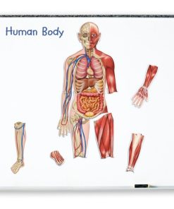 Corpul uman - set magnetic 14