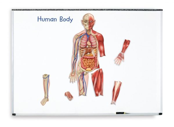 Corpul uman - set magnetic 8