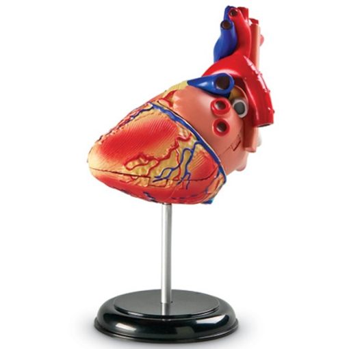 Model mic de inima asamblabil, 29 piese 4