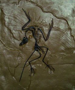Archaeopteryx - fosila 5