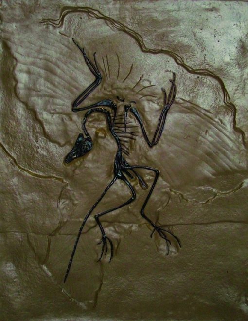 Archaeopteryx - fosila 4