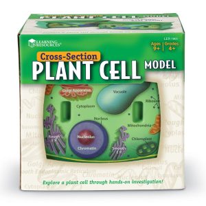 Sectiunea celulei plantei 11