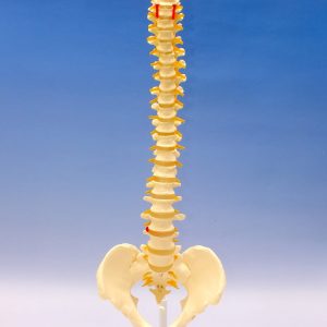 Coloana vertebrala cu bazin 7