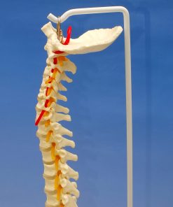 Coloana vertebrala cu bazin 9