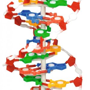 Spirala ADN - model mare 7