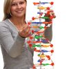 Spirala ADN - model mare 1