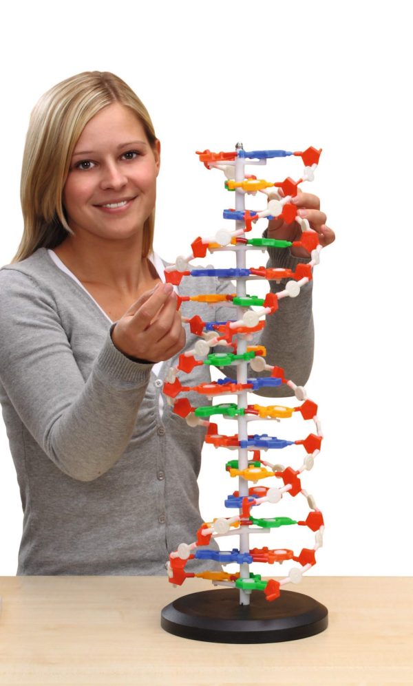 Spirala ADN - model mare 3