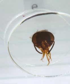 Set 100 preparate microscopice 11