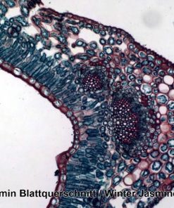 Set 100 preparate microscopice 7