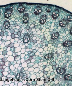 Set 100 preparate microscopice 8