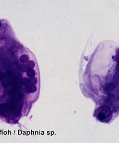 Set 100 preparate microscopice 9