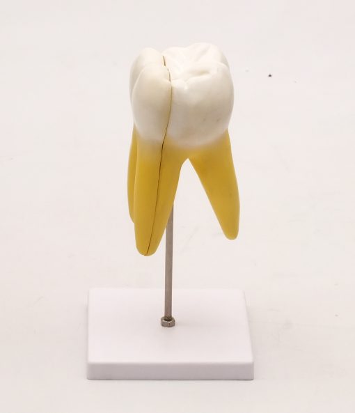 Model molar inferior cu radacina 6