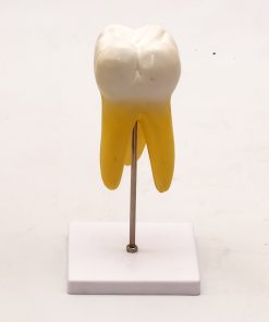 Model molar inferior cu radacina 8