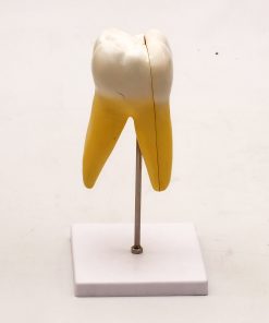 Model molar inferior cu radacina 7