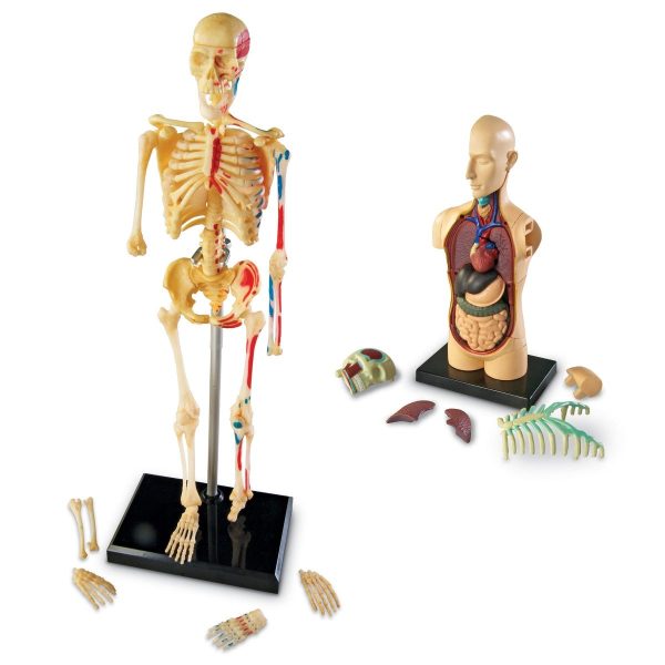 Set 4 modele anatomie 5
