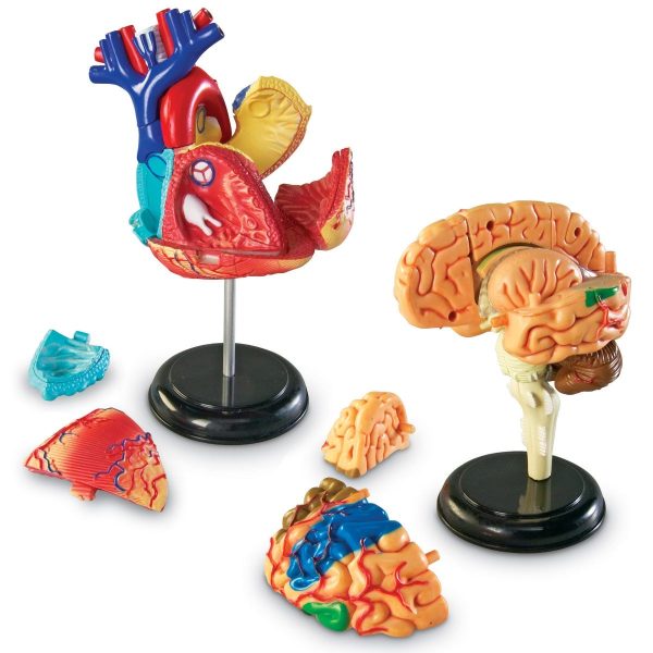 Set 4 modele anatomie 4