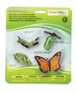 Ciclul vietii la Fluturele Monarh 12