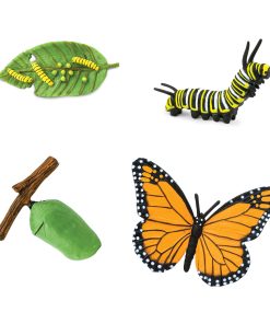 Ciclul vietii la Fluturele Monarh 5