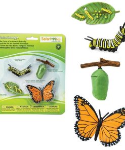 Ciclul vietii la Fluturele Monarh 13