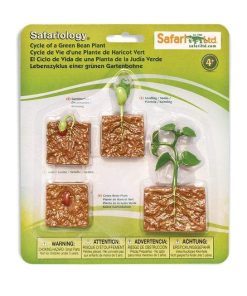 Ciclul vietii la planta de fasole 17
