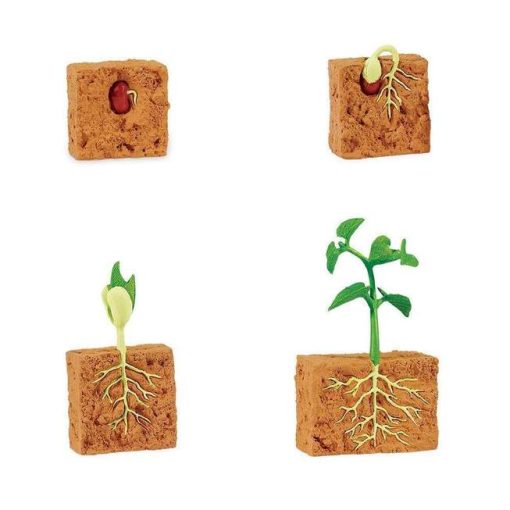 Ciclul vietii la planta de fasole - imagine 8