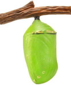 Ciclul vietii la Fluturele Monarh 8