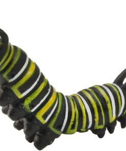 Ciclul vietii la Fluturele Monarh 7