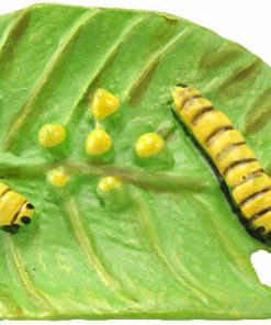 Ciclul vietii la Fluturele Monarh 6