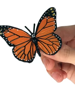 Ciclul vietii la Fluturele Monarh 4