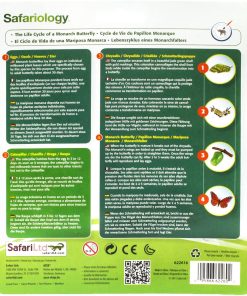 Ciclul vietii la Fluturele Monarh 11