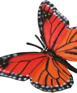 Ciclul vietii la Fluturele Monarh 10